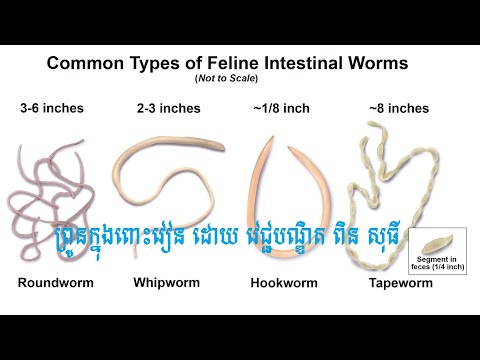 Intestinal parasite - ព្រូនក្នងពោះវៀន By Dr. ពិន សុធី