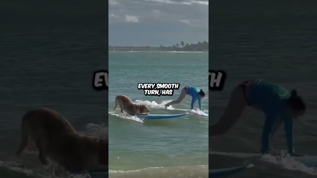 Surfing Dog Wows The Crowd
