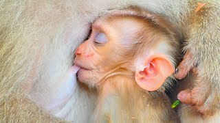 A cute baby monkey MORA sleep gave milk form mom MOLA