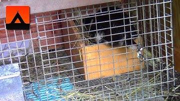 When to give a pregnant rabbit a nest box