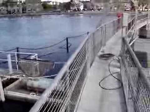 Corrib Salmon Counter