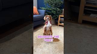 My Dog Decorates Our Christmas Tree #doglovers #funnydog #dogtricks #christmas