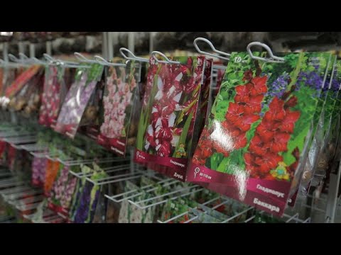 Агрохолдинг ПОИСК. Как сохранить растения до посадки в грунт.