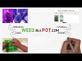 How to Make Silver Thiosulfate Solution to Produce Femenized Seeds