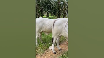 #youtube #shortvideo #shorts #short #sapi #sapimoo #sapisuper #sapijumbo #sapilimosin #sapisimental