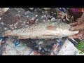 Amazing Live Fish Cutting Skills in Fish Market #01