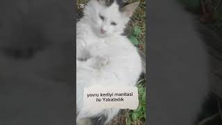 lan #kedy #kedi #babyanimals #memes #komik
