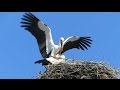 Любовь аистов. Love of storks