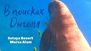 видео: ДЮГОНЬ(где обитает) | Подводный мир рифа отеля Сатайя Марса Алам | Sataya Resort Marsa Alam.Sea cow. картинка: ДЮГОНЬ(где обитает) | Подводный мир рифа отеля Сатайя Марса Алам | Sataya Resort Marsa Alam.Sea cow.