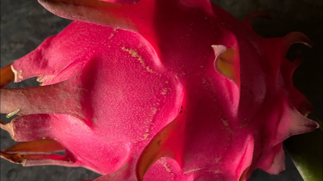 الحلقة رقم ١٠٣ إختبار التذوق لنوعية Royal Red …..  Royal Red taste test