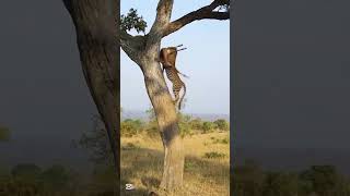 A Split-Second Jungle Rescue Rare Wildlife Reaction Caught On Camera