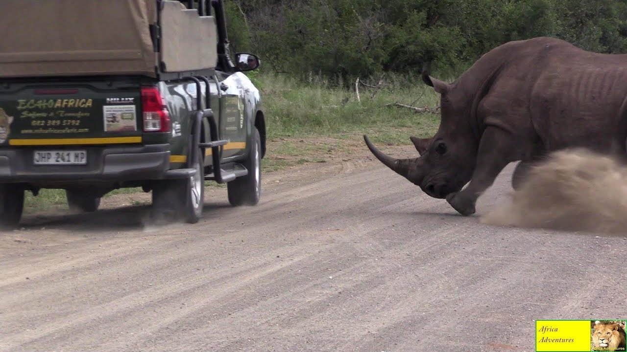 Kruger National Park - Big Cat Season