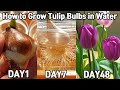 튤립 수경 재배 48일♥ㅣHow to Grow Tulip Bulbs in Water