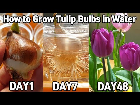 튤립 수경 재배 48일♥ㅣHow to Grow Tulip Bulbs in Water