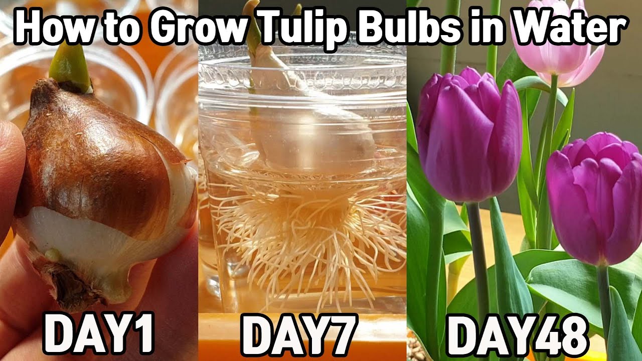 튤립 수경 재배 48일♥ㅣHow to Grow Tulip Bulbs in Water