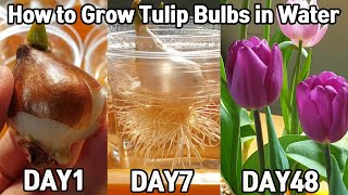 튤립 수경 재배 48일♥ㅣHow to Grow Tulip Bulbs in Water