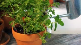 How to Grow Herbs Indoors | At Home With P. Allen Smith