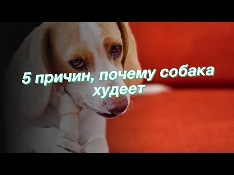 Видео: Спросите ветеринара: почему моя собака так зудит?