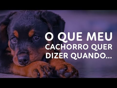 Vídeo: O Que O Cachorro Quer Dizer