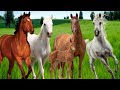 Cavalo - Som Do Cavalo - Curiosidades Sobre Os Cavalos