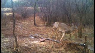Deer on the Cuddeback E3 Blackflash Feb 23,25 & the 26th  2017