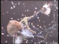 Miniature de la vidéo de la chanson 再会の花 (Pv)