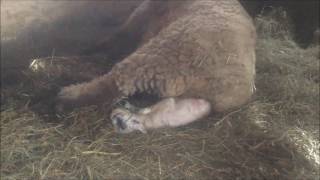 Ewe Delivers Her First Lamb -- Starborough Farms