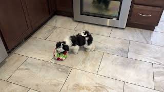 Murphy busy with a snuffle ball! It kept him occupied for a LONG time!