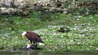 Swimming Bald Eagle drowns a Heron