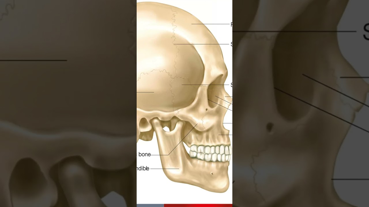 دبلوم التجميل الطبي الغير جراحي / مادة تشريح الوجة / محاضرة 1