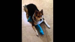 Shiba Inu Coki