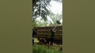 Lagu Manggarai terbaru ngo pala..