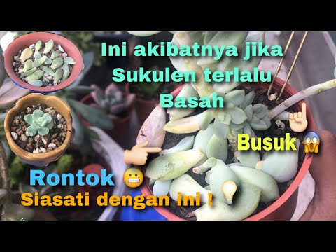 Video: Succulent Dengan Daun Layu: Cara Membaiki Daun Layu Pada Tumbuhan Succulent