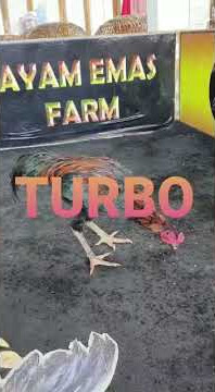 Turbo - Ayam Emas