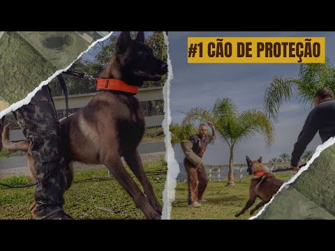 Iniciando trabalho de proteção - Roots.