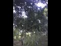 আমার প্রিয় ভেড়ার জন্য ঘাসের বাগান