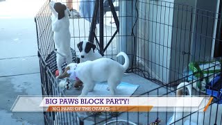 Big Paws Block Party & more events