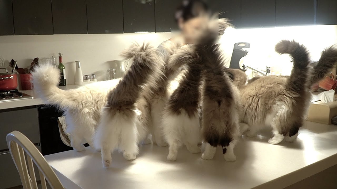 고양이들이 기뻐서 꼬리가 하늘 위로 올라간 이유