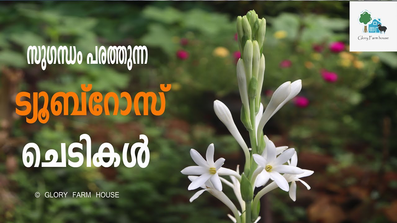 Rose Plant Care Malayalam