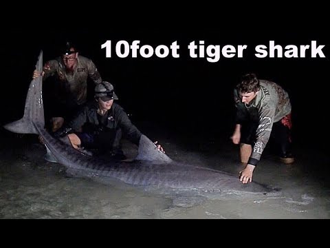 MONSTER shark fishing Australia ( Tag & Release Pt.1 )