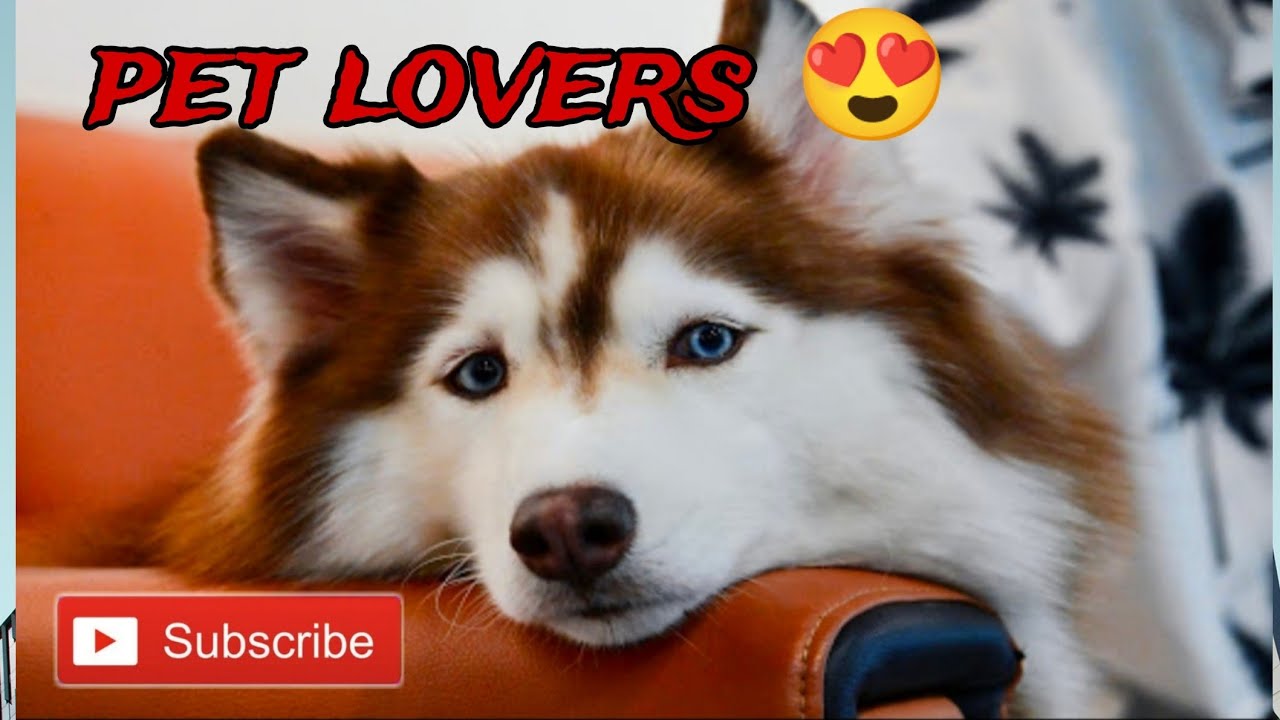 Наличие собаки делает тебя богатым 😭 #длятебя #питомцы