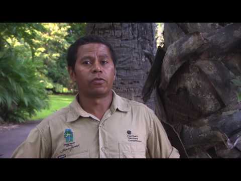 Video: Kas yra Toddy Palmė: sužinokite apie Toddy palmių priežiūrą