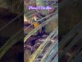 iPhone 17 Pro Max Camera wildlife videography