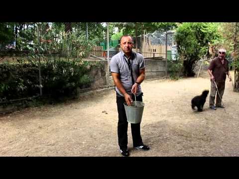 უფლისწულმა შუმბამ Ice Bucket Challenge-ის გამოწვევა მიიღო!