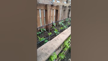Installing Support Strings For The Cucumbers In The Green House