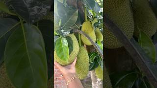 Panen Nangka Raksasa 😳🍈 | Sangat Memuaskan #memuaskan #berkebun #pertanian #buah #alam #kebun dapur