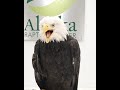 Bald Eagle Call