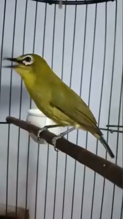 pleci dakun Jatim/dakun Bromo mewah cocok buat pancingan burung bahan