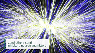 Visualization of newly formed synapses