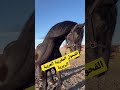 فحل مغربي عربي بربري   لاتنسوا الاشتراك في القناة الاسلام